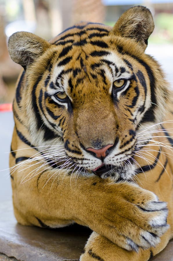 Close up of a tiger's face with bare teeth Tiger Panthera tigris altaica. Close up of a tiger's face with bare teeth Tiger Panthera tigris altaica