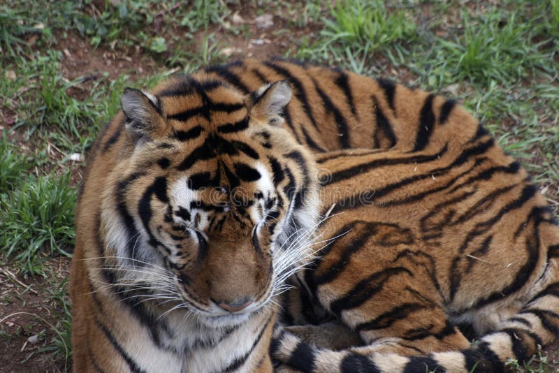 Tigerstående i zoo arkivbilder Tigerstående i zoo arkivbilder