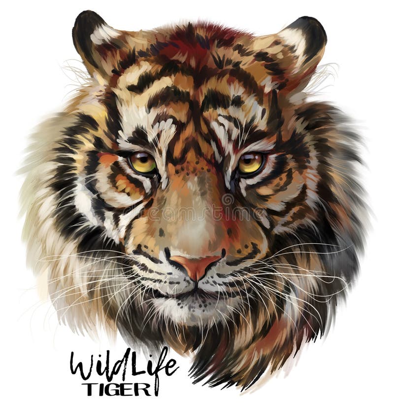 Tigervattenfärgteckning royaltyfri illustrationer Tigervattenfärgteckning royaltyfri illustrationer
