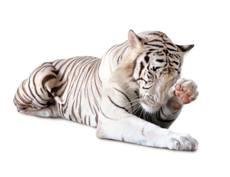 Tigerwhite