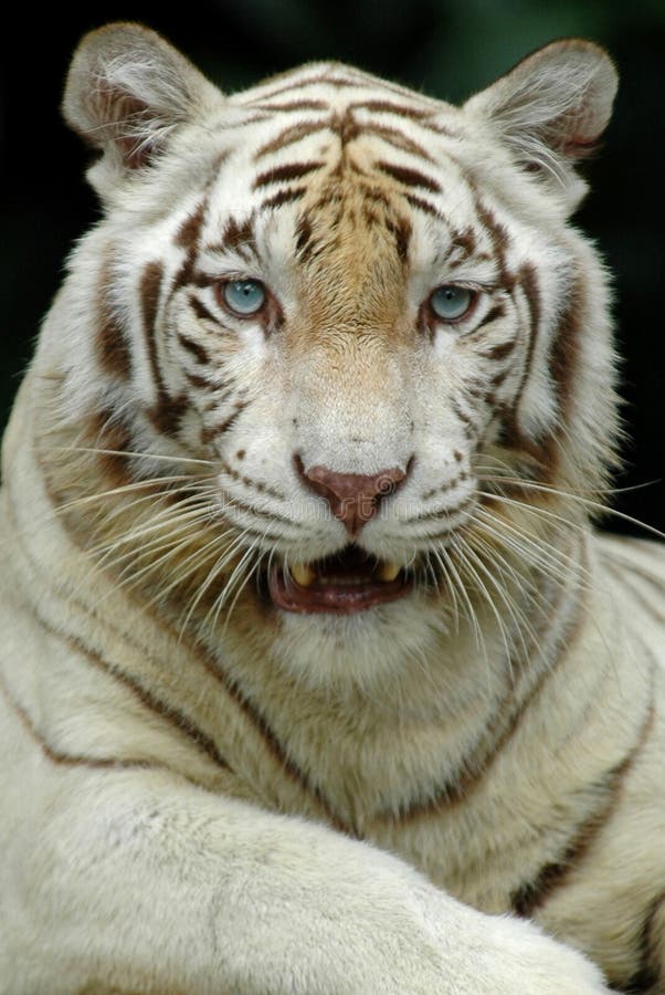 tigerwhite arkivbild
