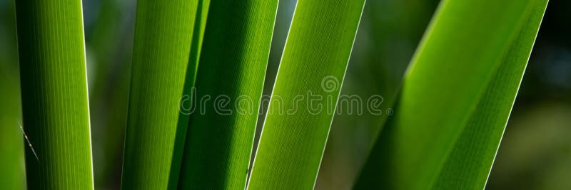 Tiges de marais de calamus un matin ensoleillé Bannière pour la conception image stock Tiges de marais de calamus un matin ensoleillé Bannière pour la conception image stock