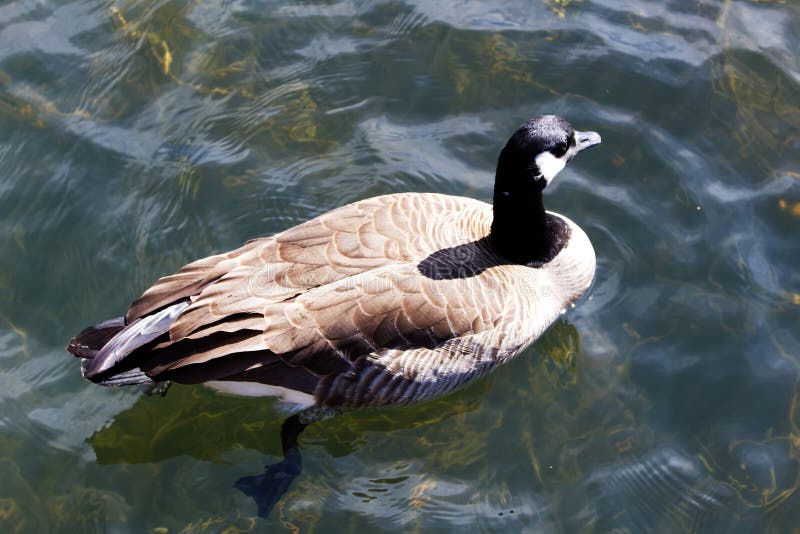 Tight Shot Of Canada Goose Swimming In River From Above royalty free stock photo