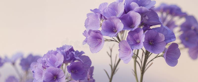 A tight shot of a cluster of purple blooms. stock photography