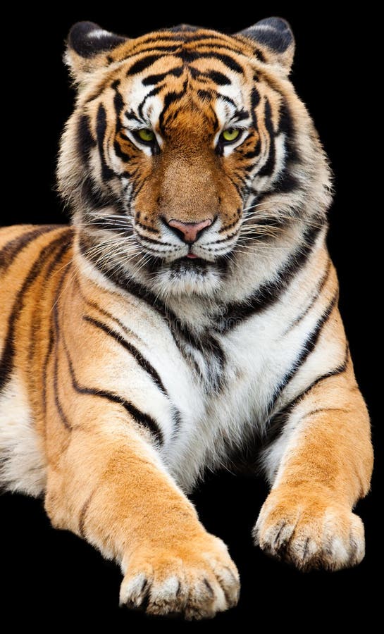 A isolated south China tiger is staring front with black background. A isolated south China tiger is staring front with black background