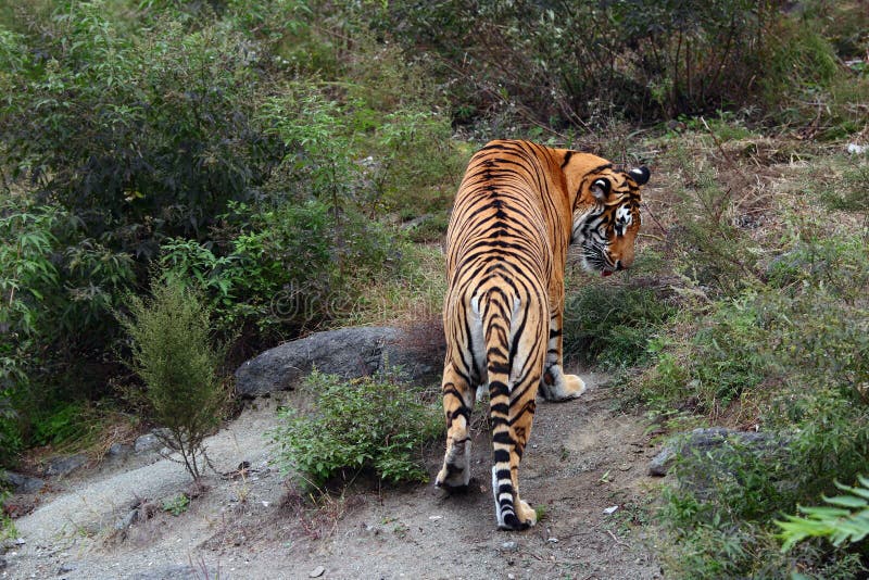 Tigre immagine stock libera da diritti