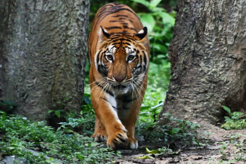 Foto de Tigre De Bengala Em Pé E Observando A Câmera Com Renderização 3d  Incluem Caminho Alfa e mais fotos de stock de Animal de estimação - iStock