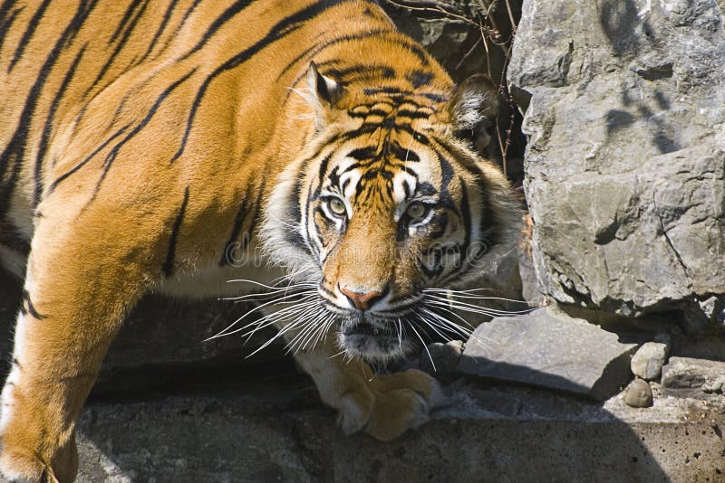 Foto de Tigre De Bengala Em Pé E Observando A Câmera Com Renderização 3d  Incluem Caminho Alfa e mais fotos de stock de Animal de estimação - iStock