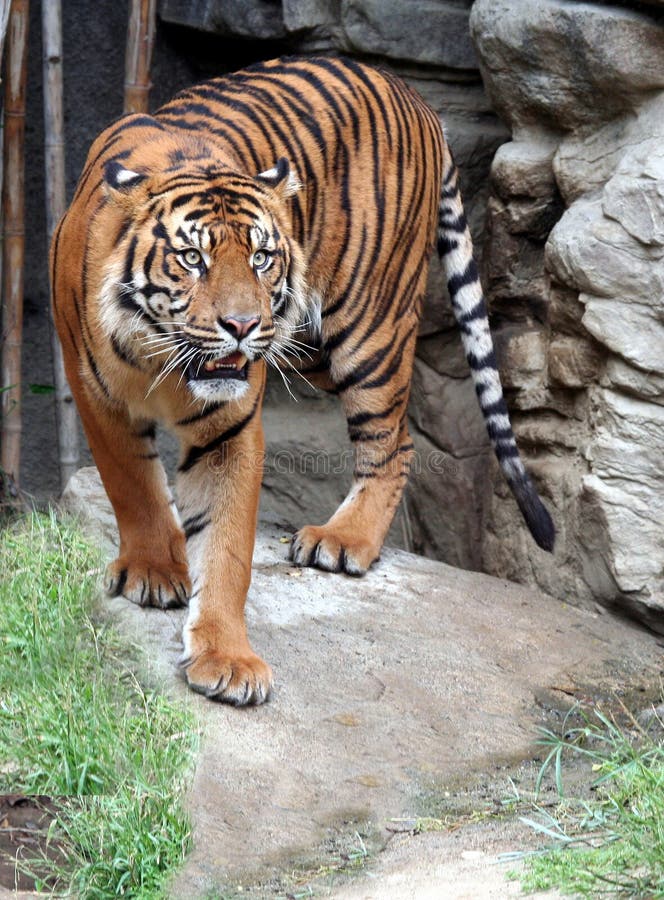 Foto de Tigre De Bengala Em Pé E Observando A Câmera Com Renderização 3d  Incluem Caminho Alfa e mais fotos de stock de Animal de estimação - iStock