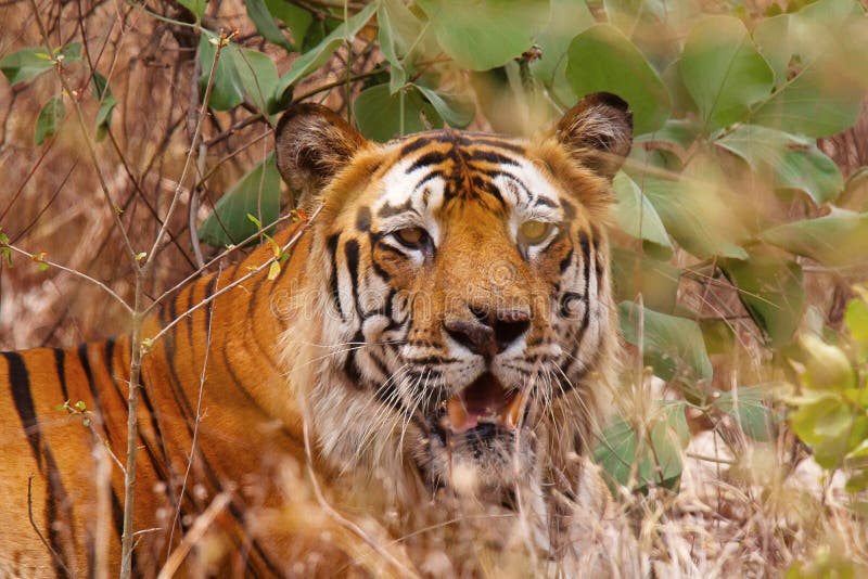 Tigre Bamera, Panthera el Tigris, Bandhavgrh Tiger Reserve fotografía de archivo Tigre Bamera, Panthera el Tigris, Bandhavgrh Tiger Reserve fotografía de archivo