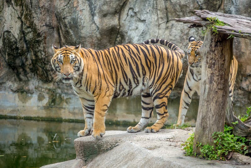 Tigre bangaloso bonito
