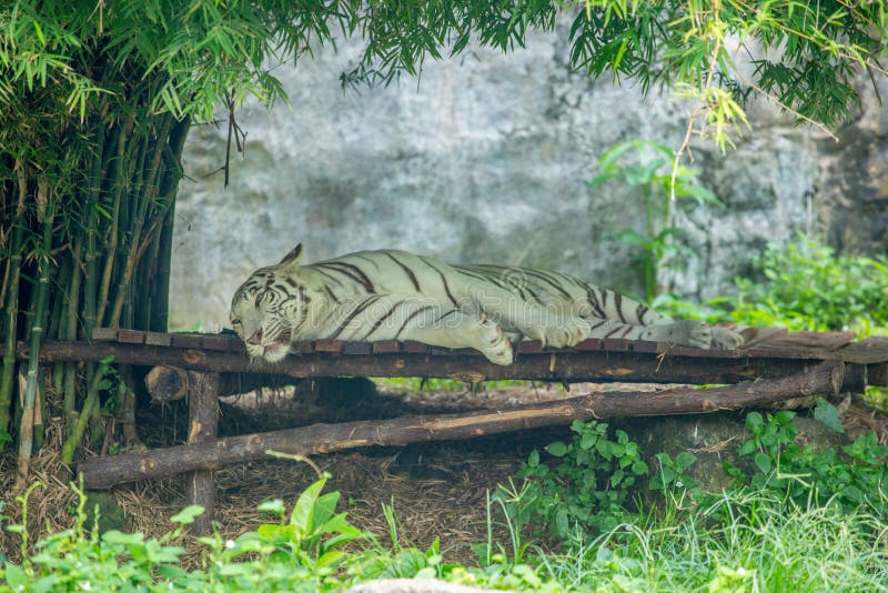 Tigre bangaloso bonito