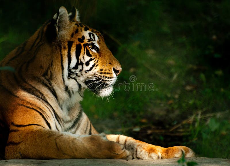 169,207 Photos de Sunbathing Photos de stock gratuites et libres de