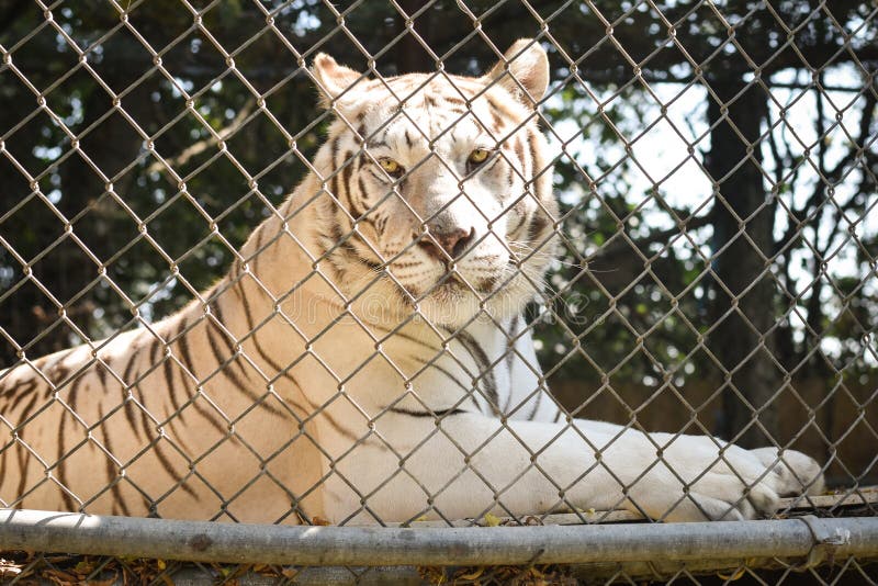 Tigre bianca nella cattività immagine stock Tigre bianca nella cattività immagine stock