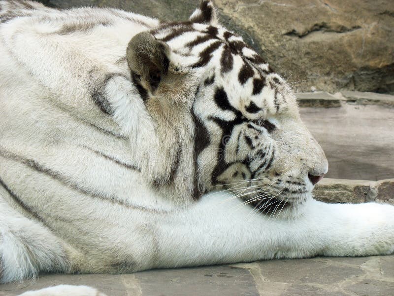 Tigre blanc images stock Tigre blanc images stock