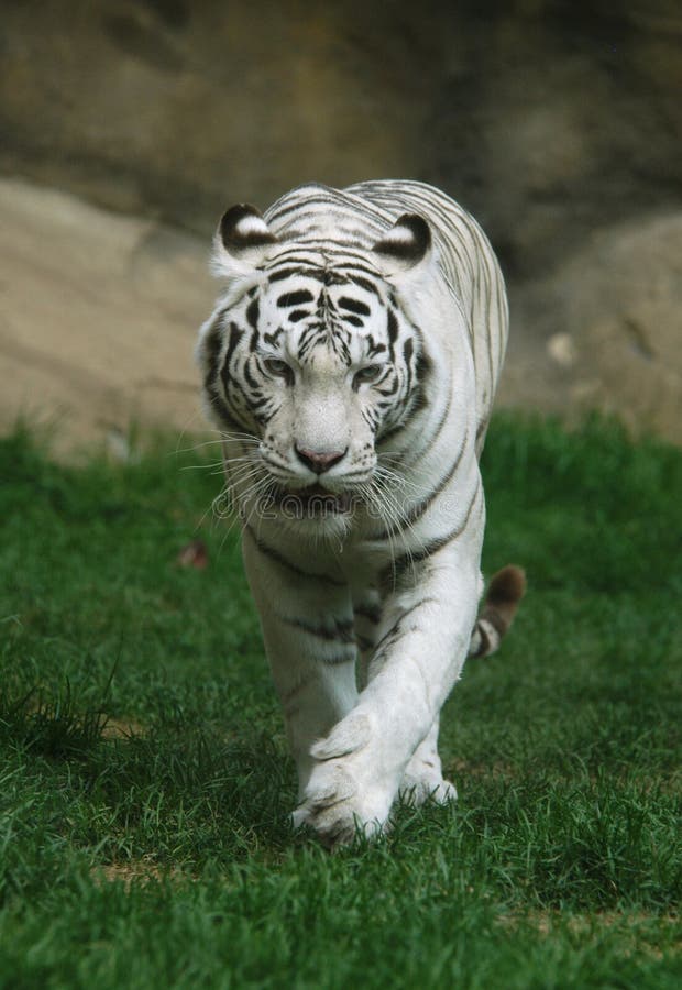 Tigre blanc Tigre blanc