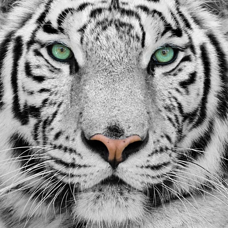Tigre blanc Tigre blanc