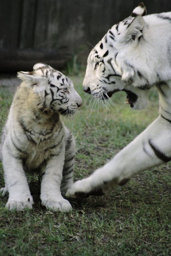 Tigre blanc avec la chéri photos libres de droits Tigre blanc avec la chéri photos libres de droits