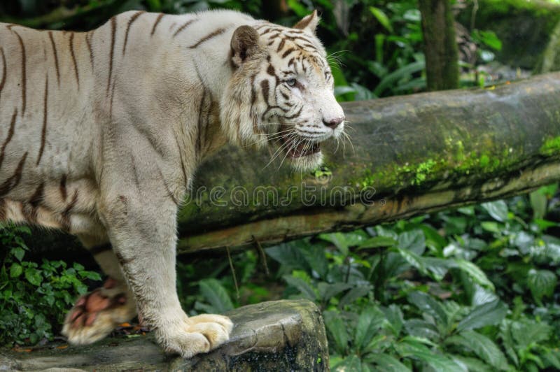 Tigre blanco imagen de archivo libre de regalías Tigre blanco imagen de archivo libre de regalías