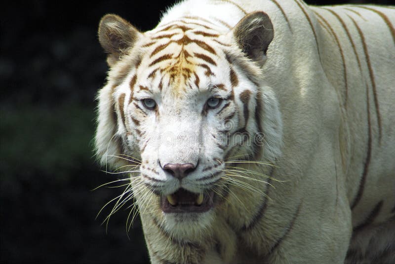 Tigre blanco raro feroz fotografía de archivo Tigre blanco raro feroz fotografía de archivo