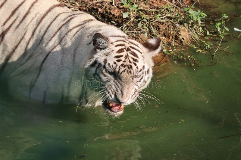 IUBBKI Retrato de un Tigre de Bengala Real Alerta y Mirando a la cámara Toalla de baño Poncho de algodón Suave con Capucha para niños para niños