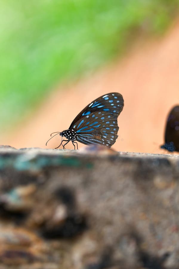 Tigre blu scuro della farfalla fotografie stock