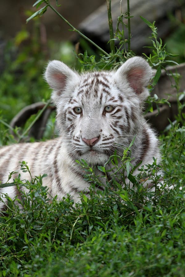 Foto de Gato Preto E Branco Novo Pequeno Bonito Do Tigre Com Os Olhos Azuis  Que Estão Em Pés Traseiros Menina Com Os Jogos Da Mão Do Lápis Com Gato e  mais