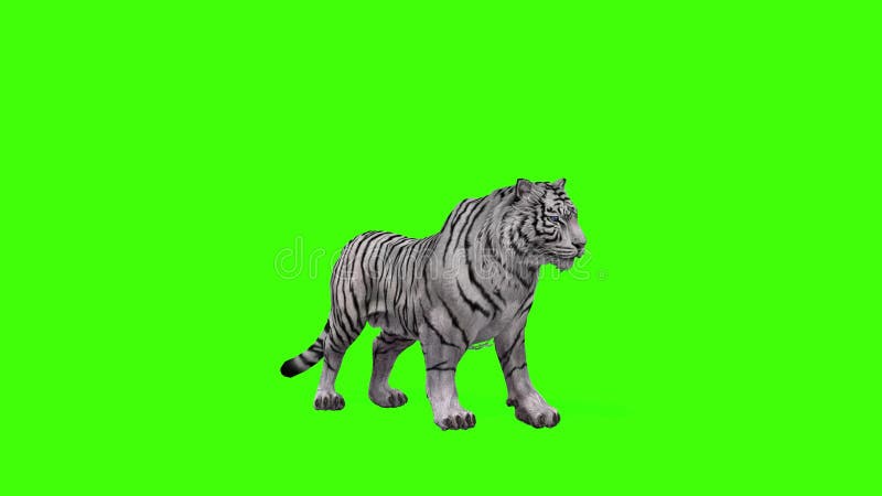 Tigre Branco Grandes Roar Animais Verde Frontal Tela 3d