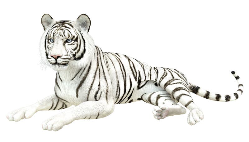 3d Renderização De Um Tigre Branco Ilustração Stock - Ilustração de raro,  grande: 234290994