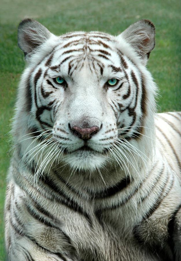 Tigre branco de Benagal fotografia de stock royalty free Tigre branco de Benagal fotografia de stock royalty free