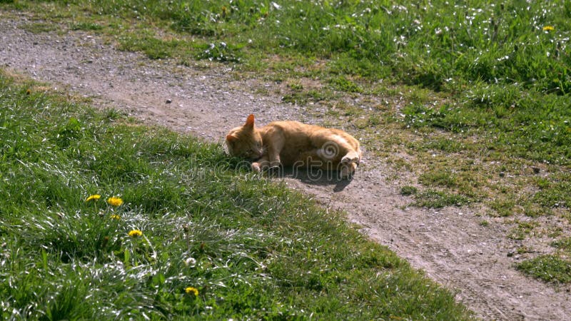 Tigre cat brun rougeâtre jouant sur un chemin de champ au sol, un pré vert avec des frontières de pissenlit sur le chemin, dans d