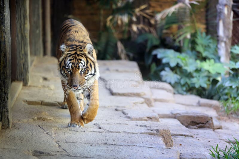 Tigre che crusing fotografie stock Tigre che crusing fotografie stock