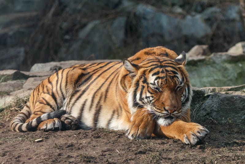 Tigre che dorme con la testa sulle zampe attraversate. Panthera malese il Tigri della tigre che si trova sulla terra con le pietre vaghe nel fondo