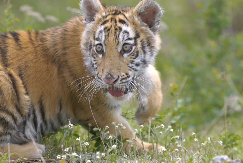 Siberian tiger cub turning toward viewer. Siberian tiger cub turning toward viewer