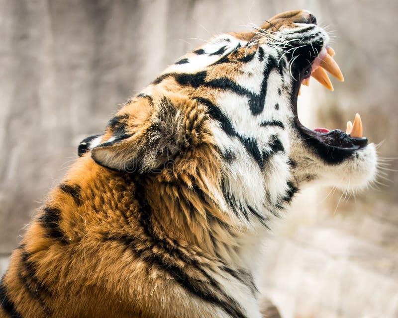 Tigre d'Amur photo libre de droits Tigre d'Amur photo libre de droits
