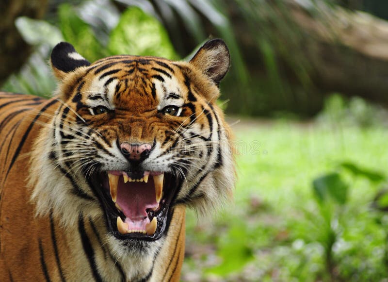 Tigre d'hurlement image stock Tigre d'hurlement image stock