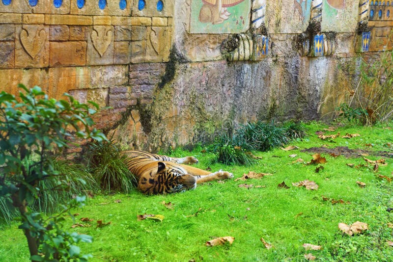 Tigre dans un zoo faisant une sieste image libre de droits Tigre dans un zoo faisant une sieste image libre de droits