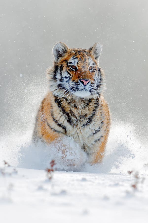 Tigre de Amur que corre en la nieve Escena de la fauna de la acción con el animal del peligro Invierno frío en tajga, Rusia Copo fotografía de archivo Tigre de Amur que corre en la nieve Escena de la fauna de la acción con el animal del peligro Invierno frío en tajga, Rusia Copo fotografía de archivo