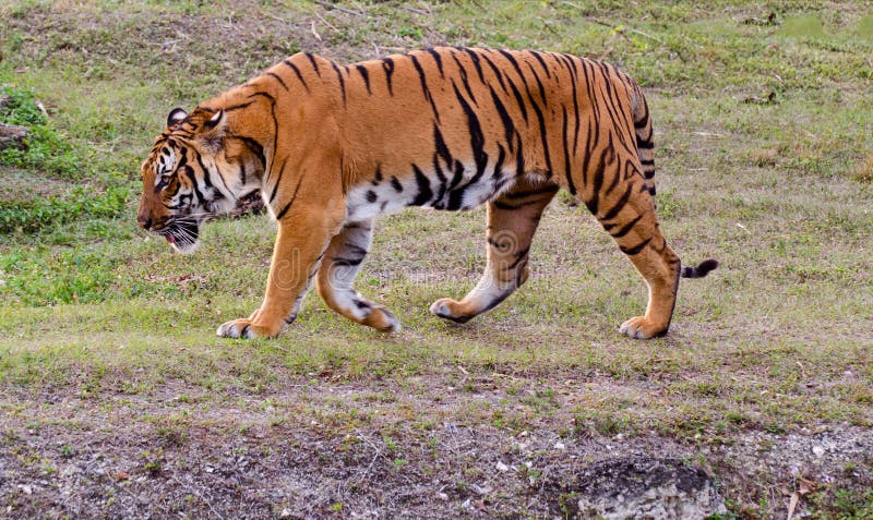 Tigre de Bengal imagem de stock Tigre de Bengal imagem de stock