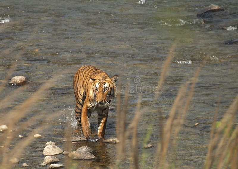 Tigre de Bengal imagem de stock Tigre de Bengal imagem de stock