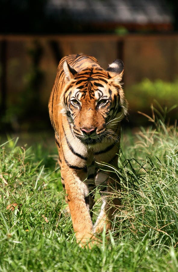 Foto de Tigre De Bengala Em Pé E Observando A Câmera Com Renderização 3d  Incluem Caminho Alfa e mais fotos de stock de Animal de estimação - iStock