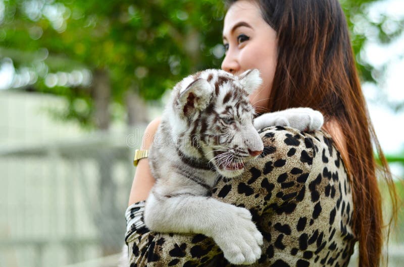Tigre de bengal branco do bebê da posse das mulheres imagem de stock Tigre de bengal branco do bebê da posse das mulheres imagem de stock