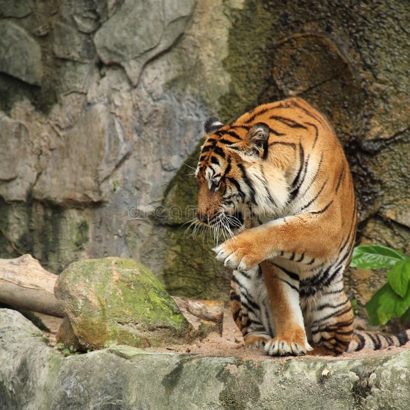 Foto de Tigre De Bengala Em Pé E Observando A Câmera Com Renderização 3d  Incluem Caminho Alfa e mais fotos de stock de Animal de estimação - iStock