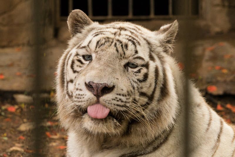 Tigre de Bengala blanco del retrato ascendente cercano que muestra su lengua que mira la cámara en parque zoológico foto de archivo Tigre de Bengala blanco del retrato ascendente cercano que muestra su lengua que mira la cámara en parque zoológico foto de archivo