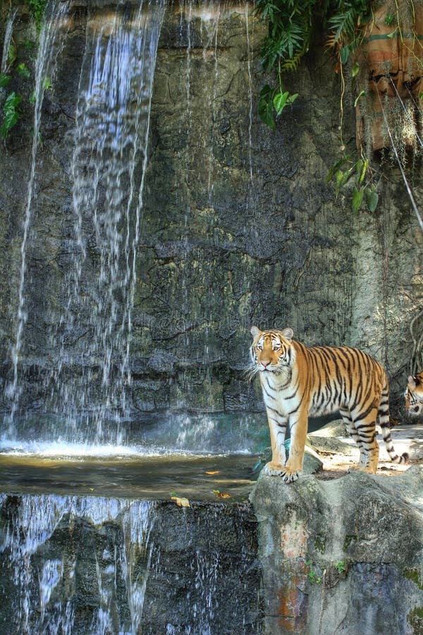 Tigre de Bengala que se coloca en la roca imagen de archivo libre de regalías Tigre de Bengala que se coloca en la roca imagen de archivo libre de regalías