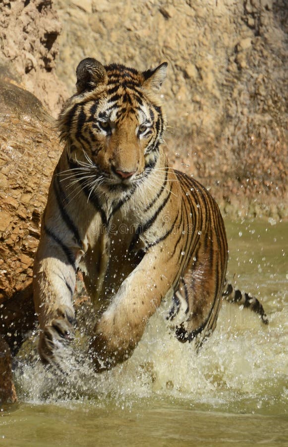 Powerful, playful, juvenile bengal tiger splashing through the water. Powerful, playful, juvenile bengal tiger splashing through the water.