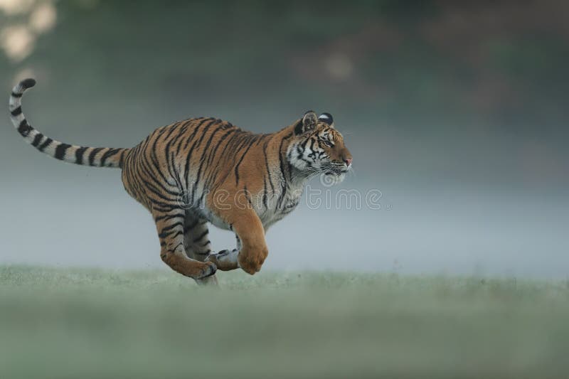 Tigre corriendo  Tiger, Animals amazing, Animals wild