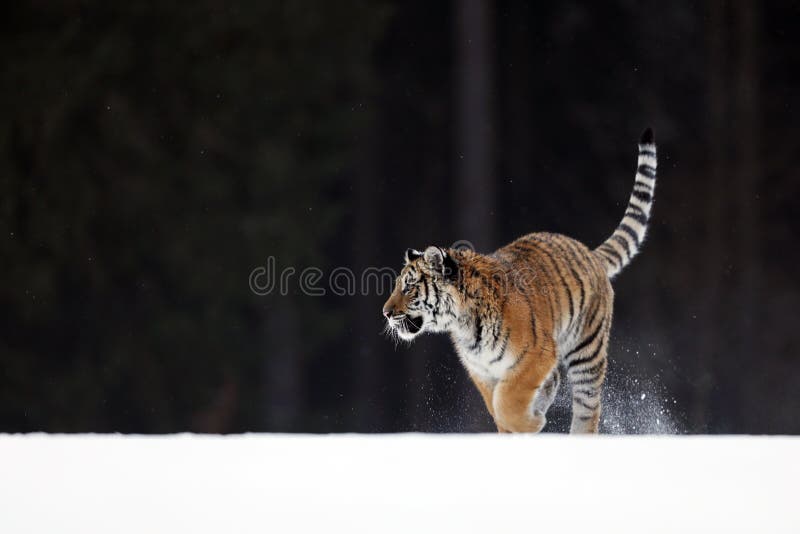 Siberian Tiger Portrait. Aggressive Stare Face Meaning Danger for the Prey  Foto de Stock - Imagem de animal, risco: 148370096