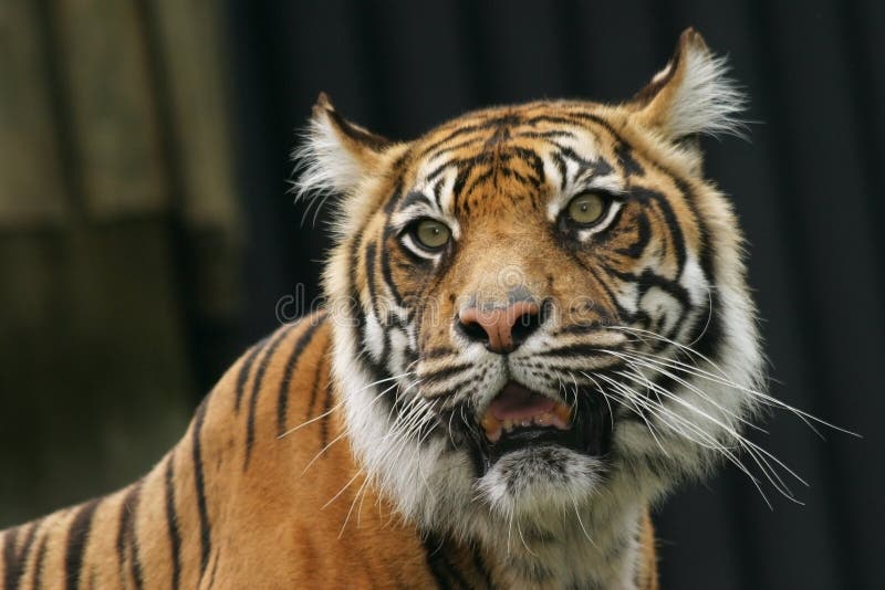 Tigre De Sumatran Foto De Stock Imagem De Retrato Sumatrano 1740276