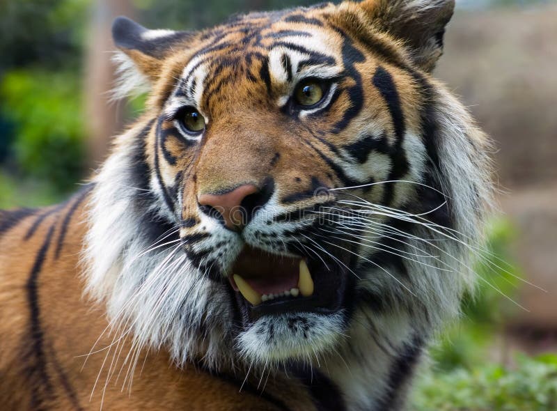 Close up portrait of a Sumatran tiger with bare teeth. Close up portrait of a Sumatran tiger with bare teeth